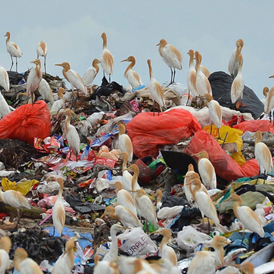 فعالیت های محیط زیستی